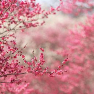 Meet your Posher, Jazmine